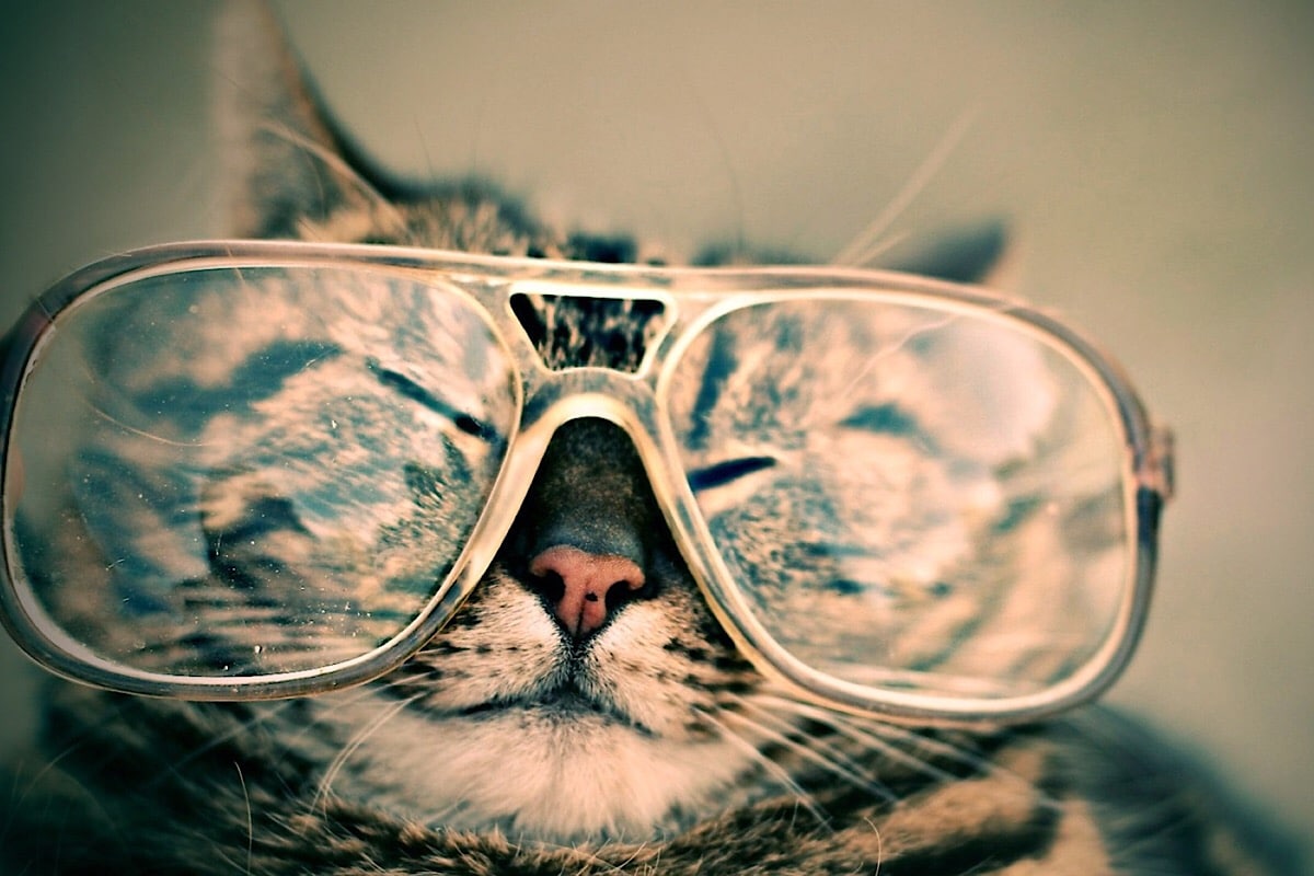 Chat Lunettes Yogarina