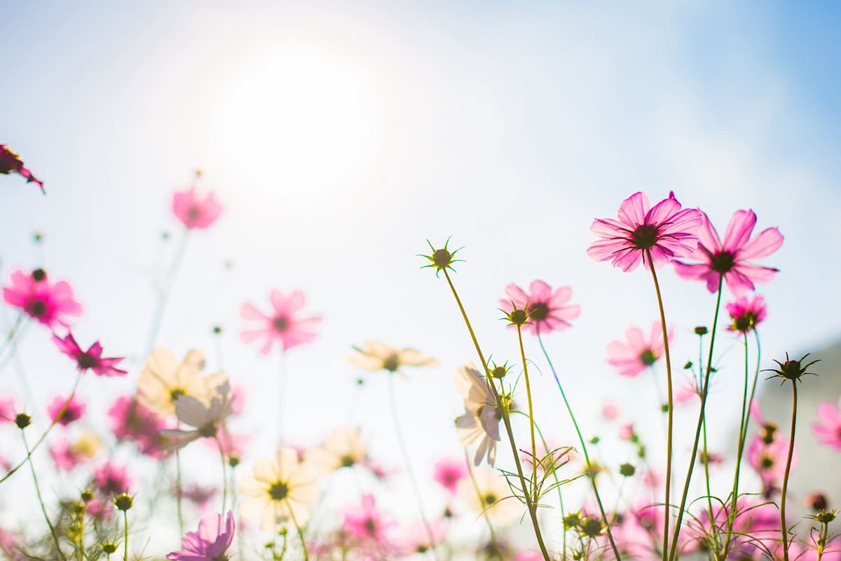 Frühlingsstimmung: bunte Blumen in der Sonne.