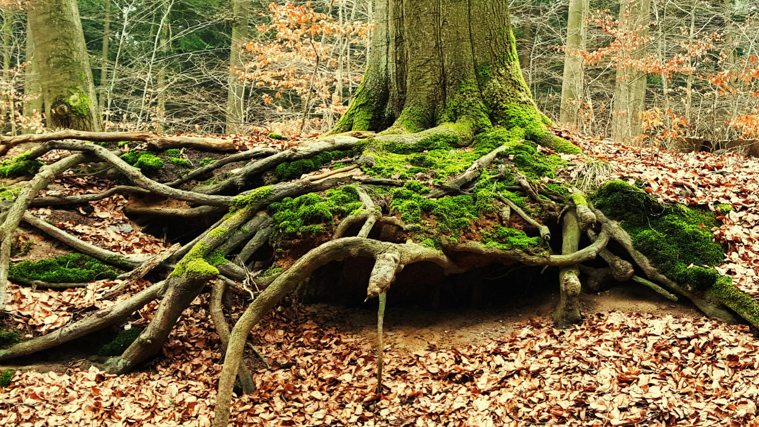 Aus dem Boden ragende Baumwurzeln, bedeckt mit grünem Moos, umgeben von gefallenen braunen Blättern in einer Waldlandschaft.